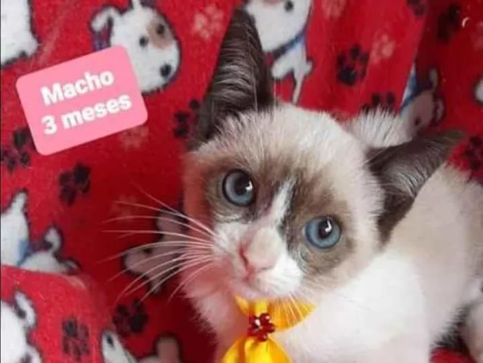 Gato raça SRD  idade 2 a 6 meses nome Alpino