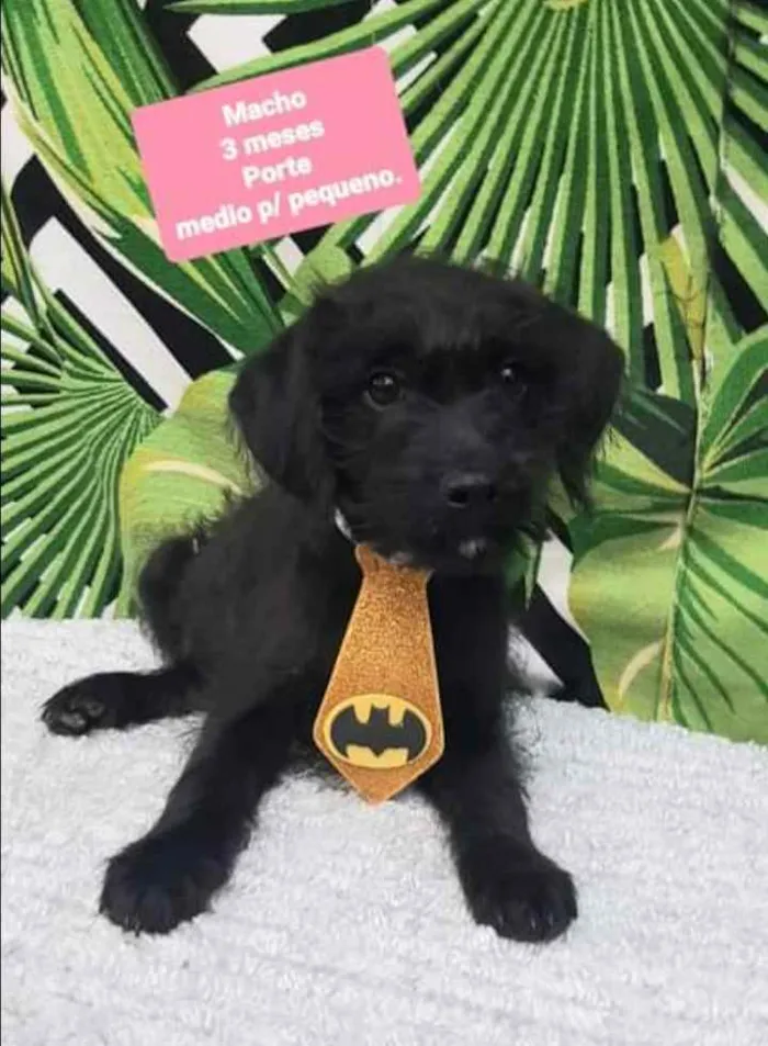 Cachorro raça SRD  idade 2 a 6 meses nome Bob 