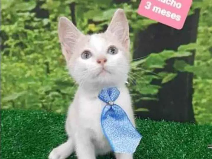 Gato raça SRD  idade 2 a 6 meses nome Chokito