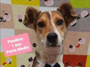 Cachorro raça SRD  idade 1 ano nome Pandoro 