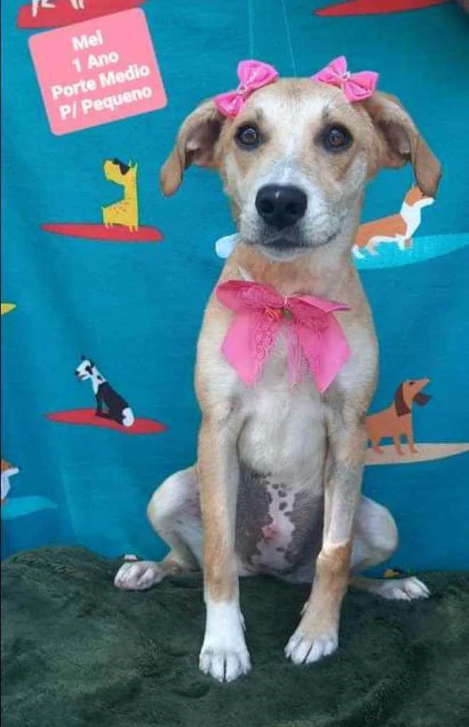 Cachorro raça SRD  idade 1 ano nome Mel 