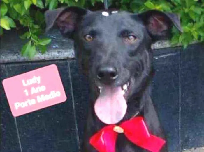 Cachorro raça SRD  idade 1 ano nome Ludy 