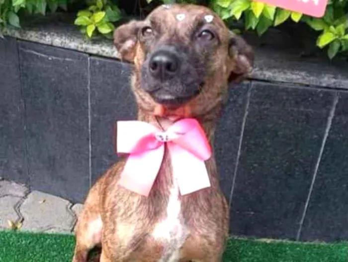 Cachorro raça SRD  idade 2 anos nome Lolita 