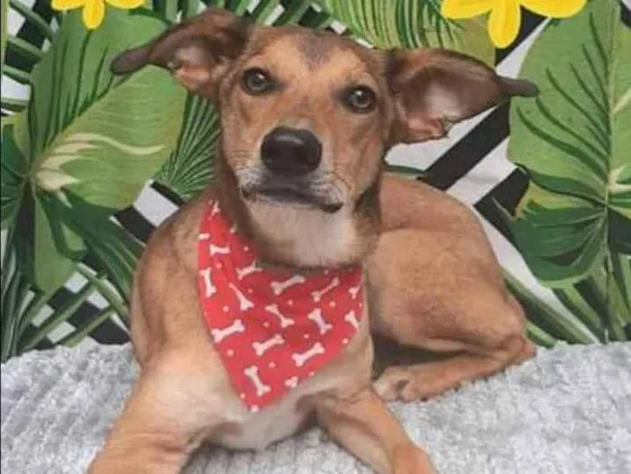 Cachorro raça SRD  idade 7 a 11 meses nome Glauberto 