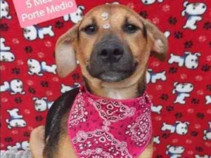 Cachorro raça SRD  idade 2 a 6 meses nome Maybe 