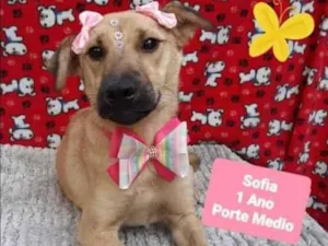 Cachorro raça SRD  idade 1 ano nome Sofia 