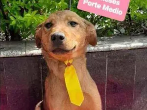 Cachorro raça SRD  idade 7 a 11 meses nome Vitor 