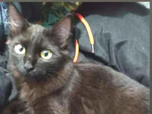 Gato raça Vira lata idade 2 a 6 meses nome Sem nome