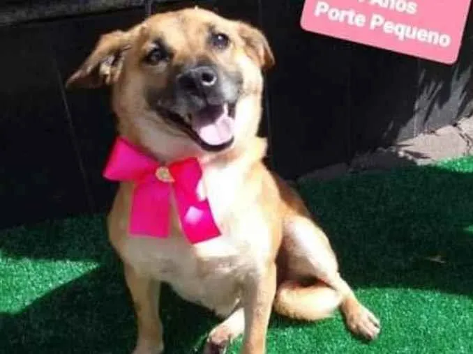 Cachorro raça SRD  idade 4 anos nome Margarida 