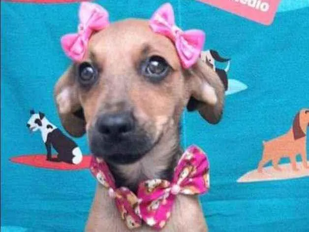 Cachorro raça SRD  idade 2 a 6 meses nome Paçoca 