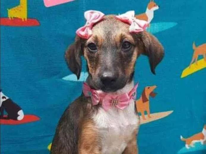 Cachorro raça SRD  idade 2 a 6 meses nome Monica