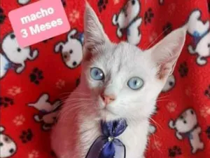 Gato raça SRD  idade 2 a 6 meses nome Calvin 