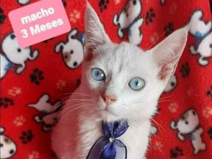 Gato raça SRD  idade 2 a 6 meses nome Calvin 