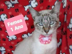 Cachorro raça SRD  idade 1 ano nome Sky 