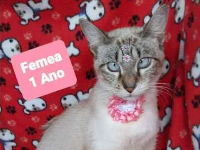 Cachorro raça SRD  idade 1 ano nome Sky 