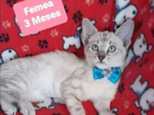 Gato raça SRD  idade 2 a 6 meses nome Dory