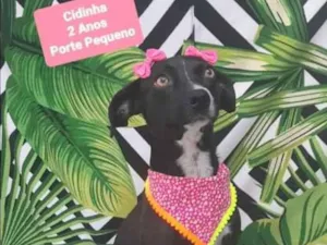 Cachorro raça SRD  idade 2 anos nome Cidinha 