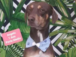 Cachorro raça SRD  idade 1 ano nome Angelo 