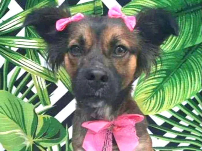 Cachorro raça  idade 2 anos nome Mel 