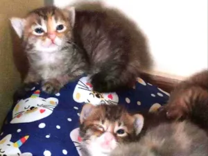 Gato raça Sem raça definida idade Abaixo de 2 meses nome Sem Nomes