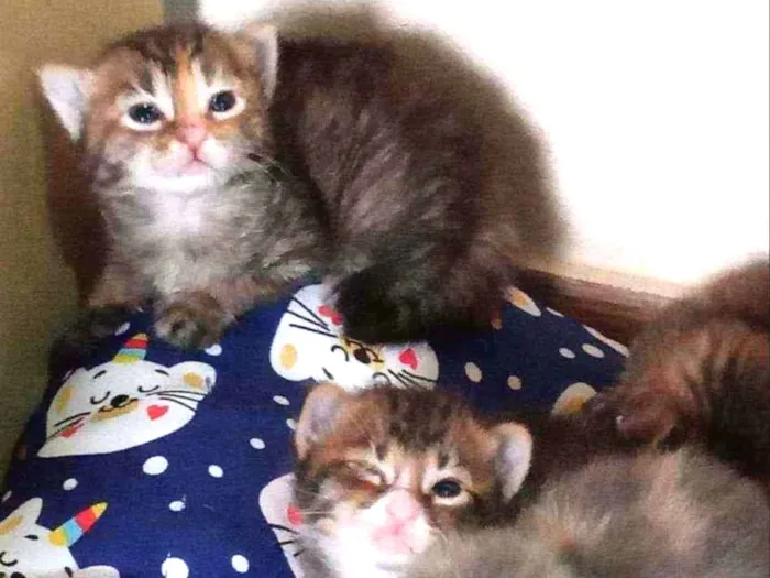 Gato ra a Sem raça definida idade Abaixo de 2 meses nome Sem Nomes