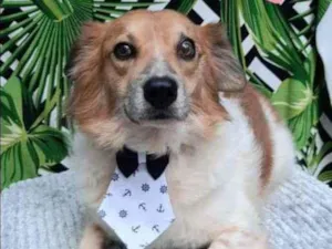 Cachorro raça SRD  idade 4 anos nome Amiguinho 