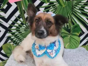 Cachorro raça SRD  idade 1 ano nome Esmeralda 