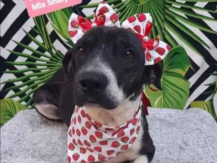 Cachorro raça Mix Sharpei  idade 3 anos nome Moana 