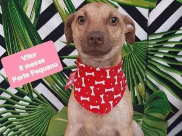 Cachorro raça SRD  idade 7 a 11 meses nome Vitor 