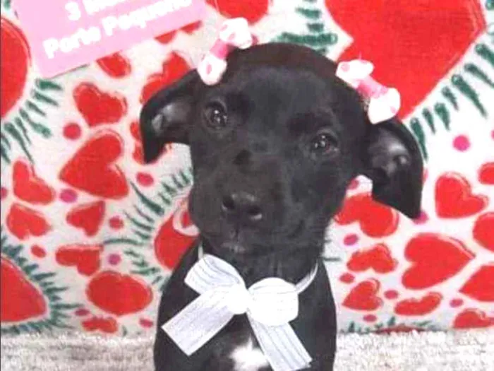 Cachorro raça SRD  idade 2 a 6 meses nome Gaya 