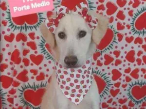 Cachorro raça SRD  idade 1 ano nome Safira 