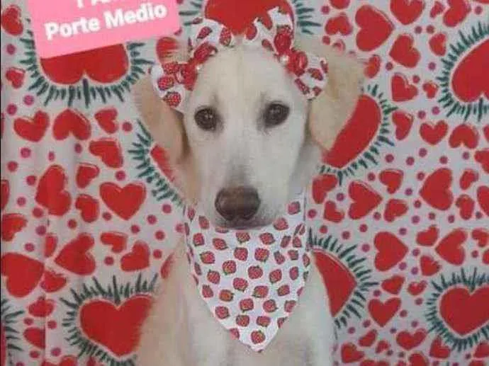 Cachorro raça SRD  idade 1 ano nome Safira 