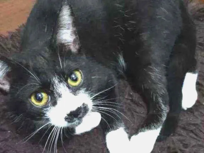 Gato ra a Vira lata idade 2 a 6 meses nome Sem nome