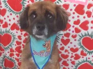 Cachorro raça SRD  idade 3 anos nome Maneco 