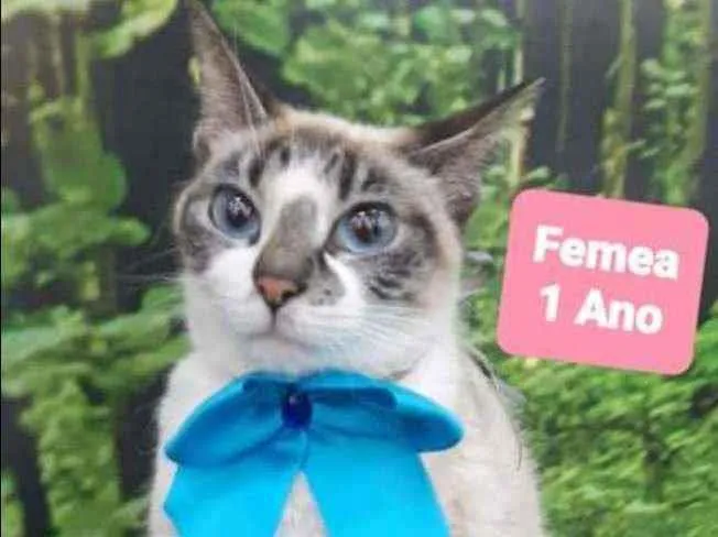 Gato raça SRD  idade 1 ano nome Zara 