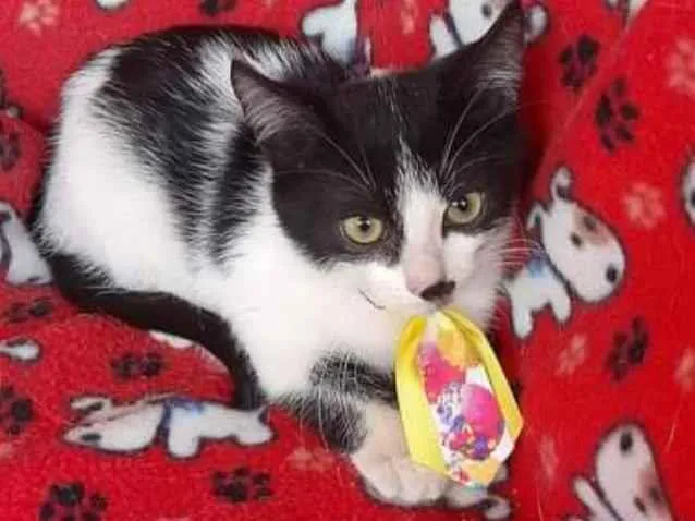 Gato raça SRD  idade 2 a 6 meses nome Flocos 