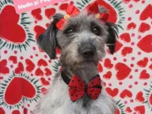 Cachorro raça SRD  idade 2 anos nome Melissa 