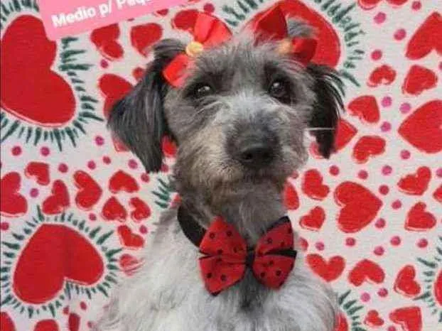 Cachorro raça SRD  idade 2 anos nome Melissa 