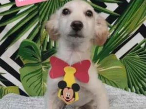 Cachorro raça SRD  idade 2 a 6 meses nome Clyde 