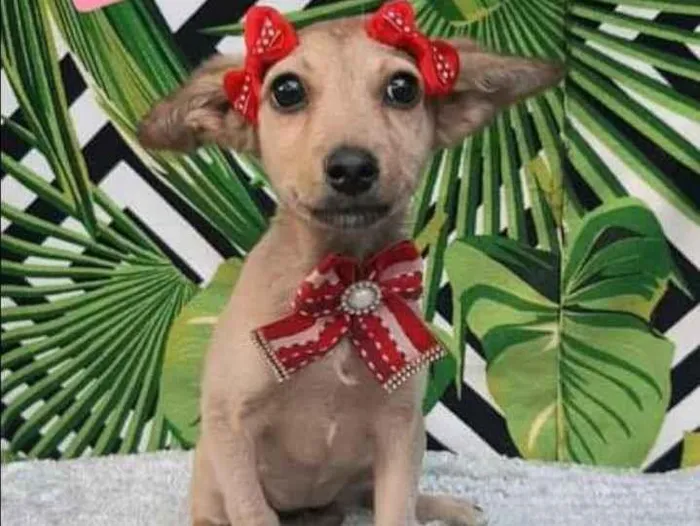 Cachorro raça SRD  idade 2 a 6 meses nome Bibiana 