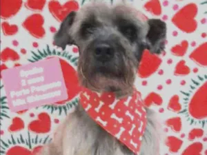 Cachorro raça Mix Shinauzer  idade 2 anos nome Spaike 