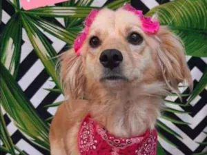 Cachorro raça SRD  idade 1 ano nome Clarinha 