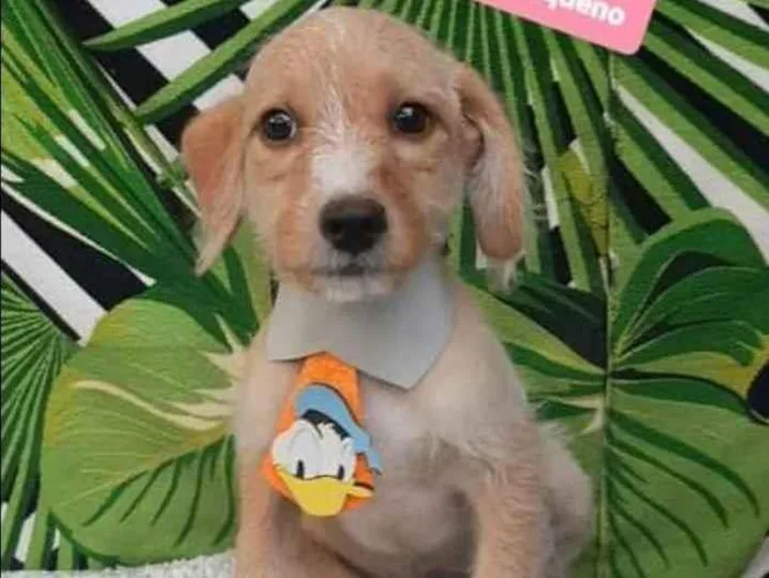 Cachorro raça SRD  idade 2 a 6 meses nome Dominique 