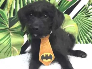 Cachorro raça SRD  idade 2 a 6 meses nome Bob 