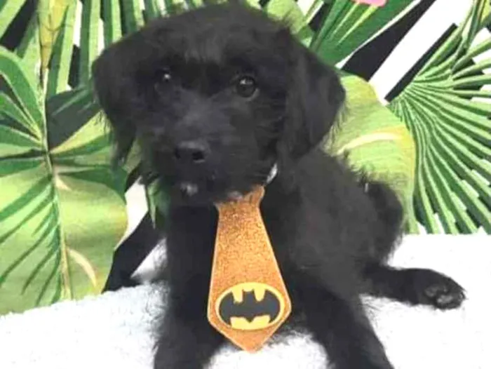 Cachorro raça SRD  idade 2 a 6 meses nome Bob 