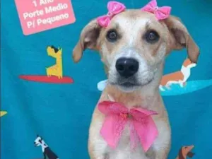 Cachorro raça SRD  idade 1 ano nome Mel 