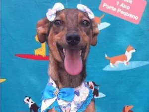 Cachorro raça SRD  idade 1 ano nome Leleca 
