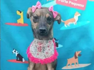Cachorro raça SRD  idade 1 ano nome Lilica 