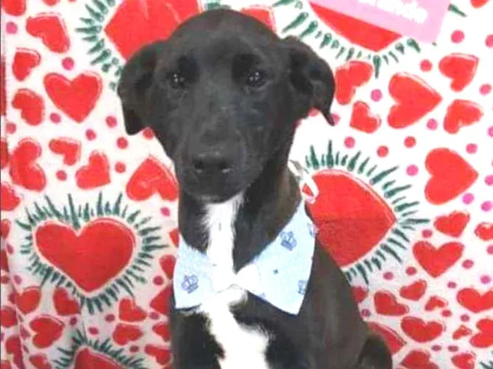 Cachorro raça SRD  idade 2 a 6 meses nome Black 