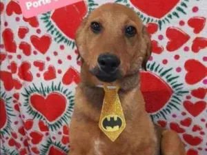 Cachorro raça SRD  idade 2 a 6 meses nome Babo